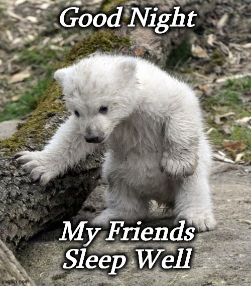 bear | Good Night; My Friends
Sleep Well | image tagged in bear | made w/ Imgflip meme maker