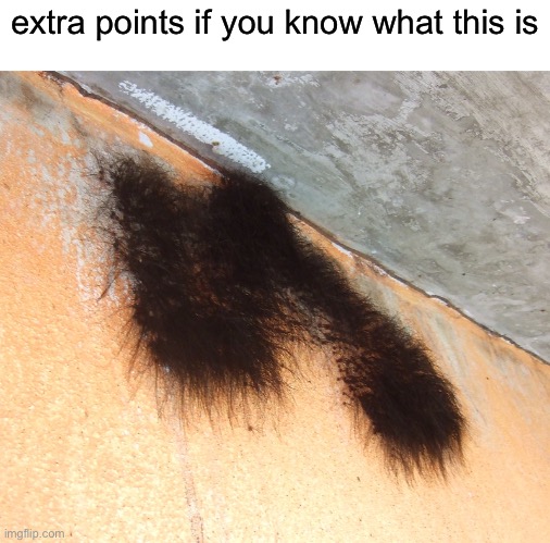 r | extra points if you know what this is | image tagged in ryipp | made w/ Imgflip meme maker