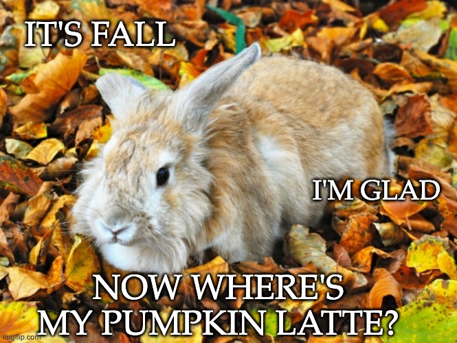 Rabbit Haiku (no, rabbits don't count syllables) | IT'S FALL; I'M GLAD; NOW WHERE'S MY PUMPKIN LATTE? | image tagged in fall,rabbit,pumpkin,haiku | made w/ Imgflip meme maker