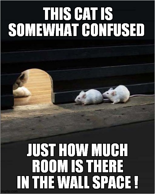 It's Like A Tardis In There ! | THIS CAT IS SOMEWHAT CONFUSED; JUST HOW MUCH ROOM IS THERE IN THE WALL SPACE ! | image tagged in cats,mice,tardis | made w/ Imgflip meme maker
