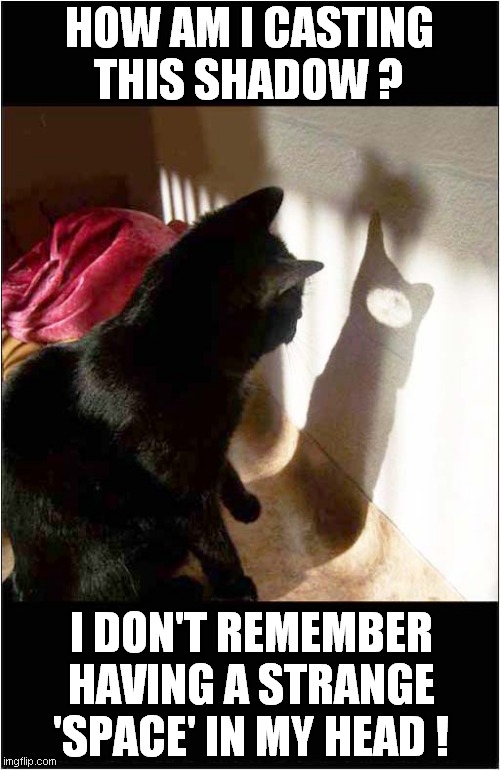 One Confused Cat ! | HOW AM I CASTING
THIS SHADOW ? I DON'T REMEMBER
HAVING A STRANGE 'SPACE' IN MY HEAD ! | image tagged in cats,shadow,confusion | made w/ Imgflip meme maker