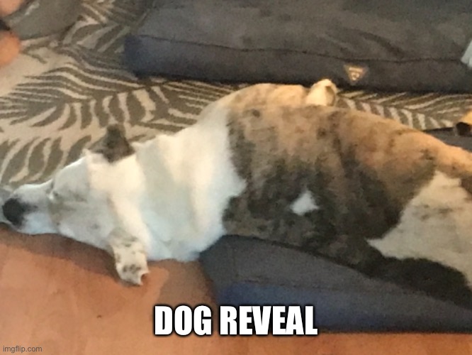 Thicc | DOG REVEAL | image tagged in thicc doggo,doggo,fat,memes,dog memes | made w/ Imgflip meme maker