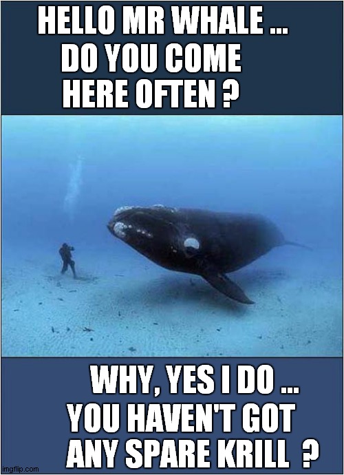 Diver Whale Etiquette ! | HELLO MR WHALE ... DO YOU COME HERE OFTEN ? WHY, YES I DO ... YOU HAVEN'T GOT     ANY SPARE KRILL  ? | image tagged in whales,diver,polite | made w/ Imgflip meme maker
