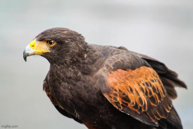 A very angry Harris Hawk. | image tagged in awesome,unfunny | made w/ Imgflip meme maker