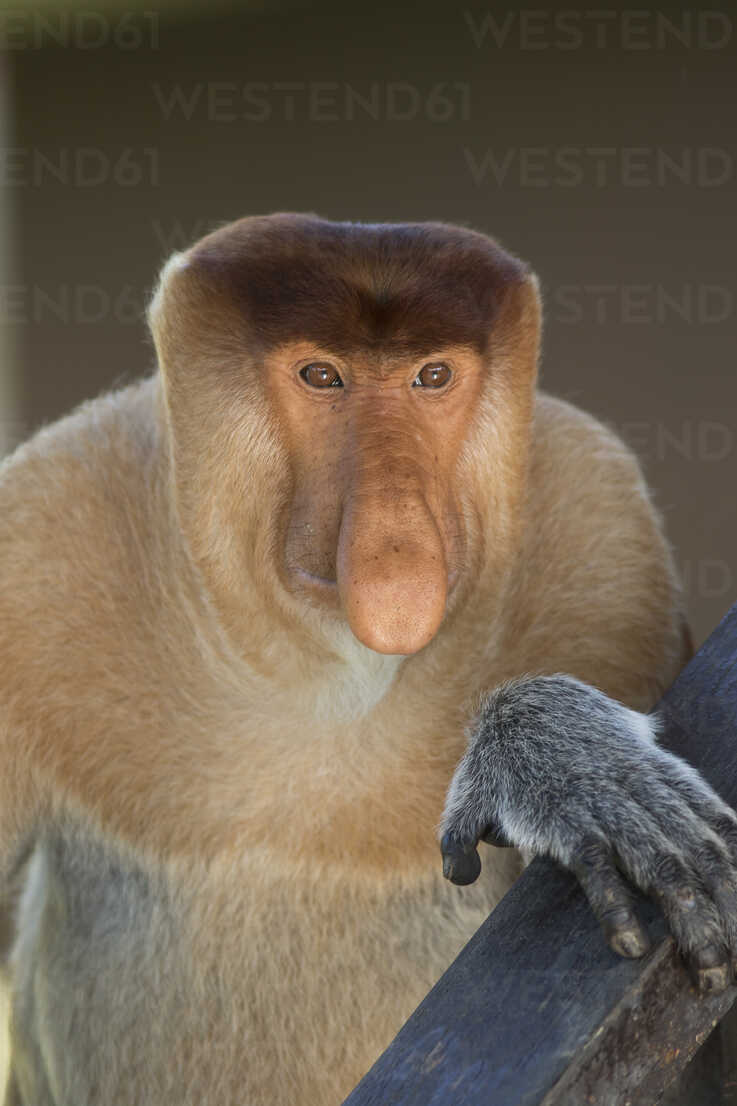 High Quality Proboscis Monkey Blank Meme Template