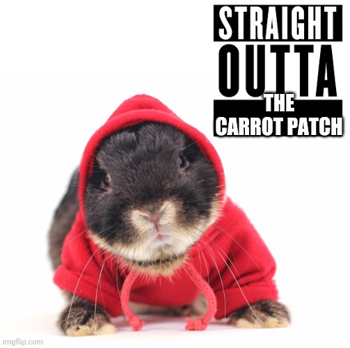 BUNNY GANGSTA | THE CARROT PATCH | image tagged in bunnies,bunny,rabbit,rabbits,straight outta compton | made w/ Imgflip meme maker