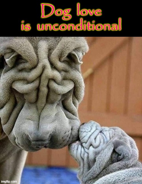 Dog Love | Dog  love
is  unconditional | image tagged in true love | made w/ Imgflip meme maker