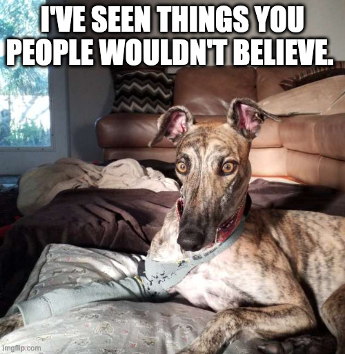 Tweaked Greyhound II | I'VE SEEN THINGS YOU PEOPLE WOULDN'T BELIEVE. | image tagged in dogs of war | made w/ Imgflip meme maker