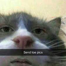 High Quality send toe pics cat Blank Meme Template