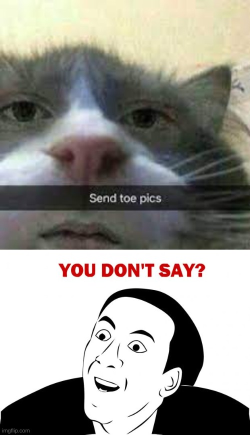 image tagged in send toe pics cat,memes,you don't say | made w/ Imgflip meme maker