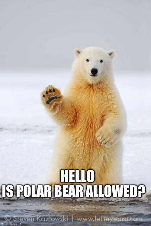 hello polar bear | IS POLAR BEAR ALLOWED? HELLO | image tagged in hello polar bear | made w/ Imgflip meme maker