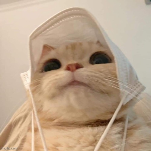 my mom said that she would get me a cat like this! :DDDDDDDDDDDDD | made w/ Imgflip meme maker
