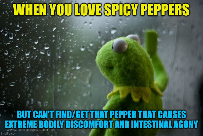 kermit window | WHEN YOU LOVE SPICY PEPPERS; BUT CAN’T FIND/GET THAT PEPPER THAT CAUSES EXTREME BODILY DISCOMFORT AND INTESTINAL AGONY | image tagged in kermit window | made w/ Imgflip meme maker