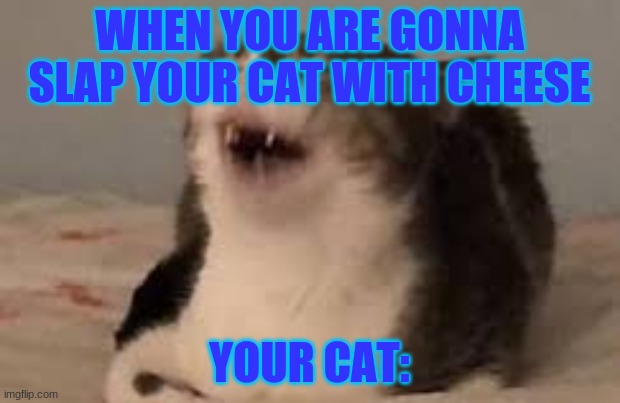Memes 2.0 | WHEN YOU ARE GONNA SLAP YOUR CAT WITH CHEESE; YOUR CAT: | image tagged in screaming cat | made w/ Imgflip meme maker