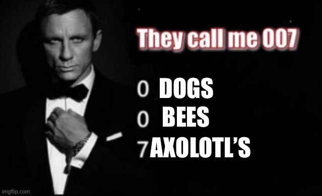 They call me 007 | DOGS; BEES; AXOLOTL’S | image tagged in they call me 007 | made w/ Imgflip meme maker