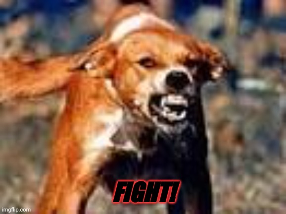rabid dog | FIGHT! | image tagged in rabid dog | made w/ Imgflip meme maker