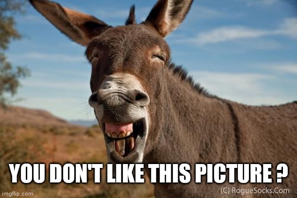 Donkey Jackass Braying | YOU DON'T LIKE THIS PICTURE ? | image tagged in donkey jackass braying | made w/ Imgflip meme maker