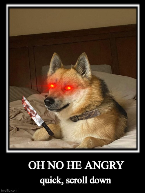 WHAT ARE U DOING, SCROLL DOWN ALREADY | OH NO HE ANGRY; quick, scroll down | image tagged in doge 2,scroll,angry,doge,murderer | made w/ Imgflip meme maker