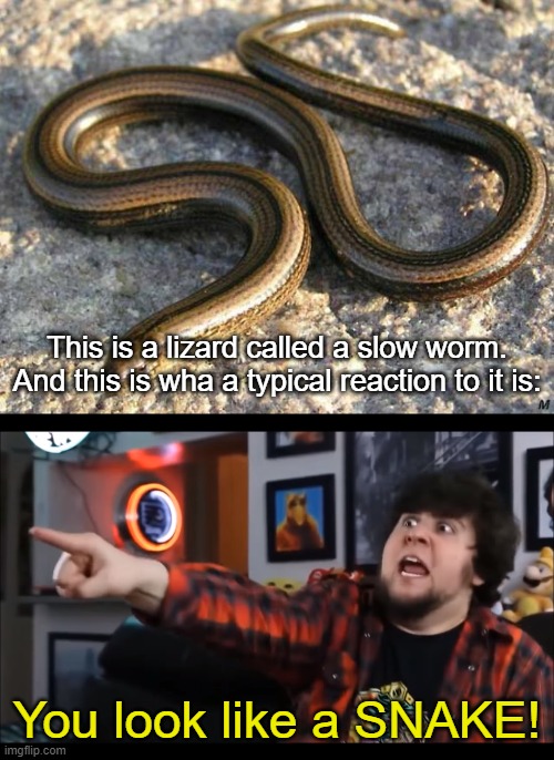 Jontron sees slow worm | This is a lizard called a slow worm. And this is wha a typical reaction to it is:; You look like a SNAKE! | image tagged in memes,animals,reptile,you look like a snake,jontron | made w/ Imgflip meme maker