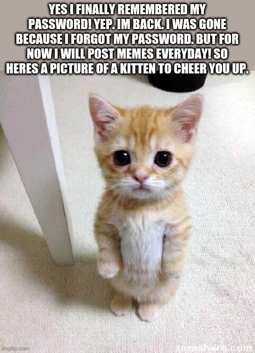 im back | YES I FINALLY REMEMBERED MY PASSWORD! YEP. IM BACK. I WAS GONE BECAUSE I FORGOT MY PASSWORD. BUT FOR NOW I WILL POST MEMES EVERYDAY! SO HERES A PICTURE OF A KITTEN TO CHEER YOU UP. | image tagged in memes,cute cat | made w/ Imgflip meme maker