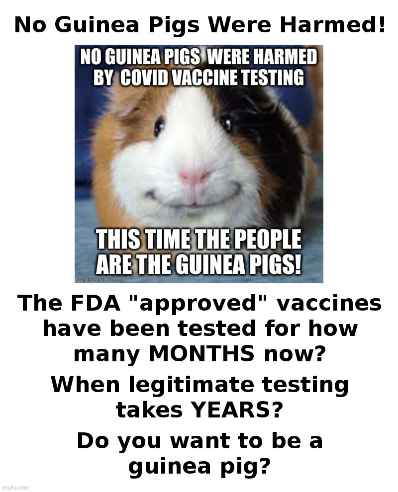 No Guinea Pigs Were Harmed! | image tagged in guinea pig,fda,covid,vaccines,testing | made w/ Imgflip meme maker