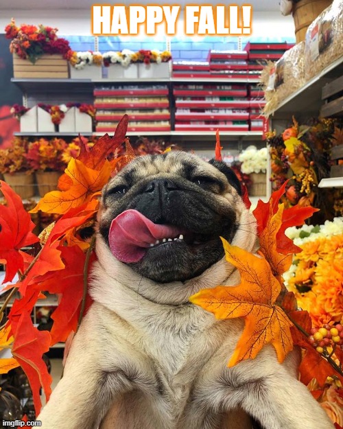 Autumnal Pug | HAPPY FALL! | image tagged in autumnal pug | made w/ Imgflip meme maker