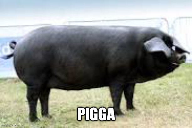 Pigga | PIGGA | image tagged in pigga | made w/ Imgflip meme maker