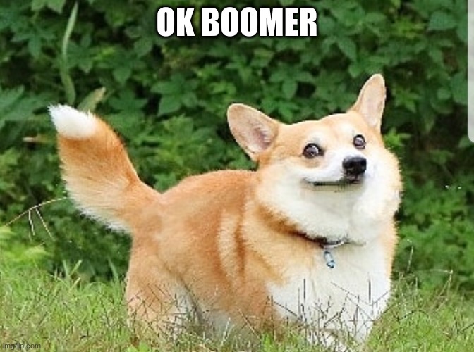 OK Boomer Corgi | OK BOOMER | image tagged in ok boomer corgi | made w/ Imgflip meme maker