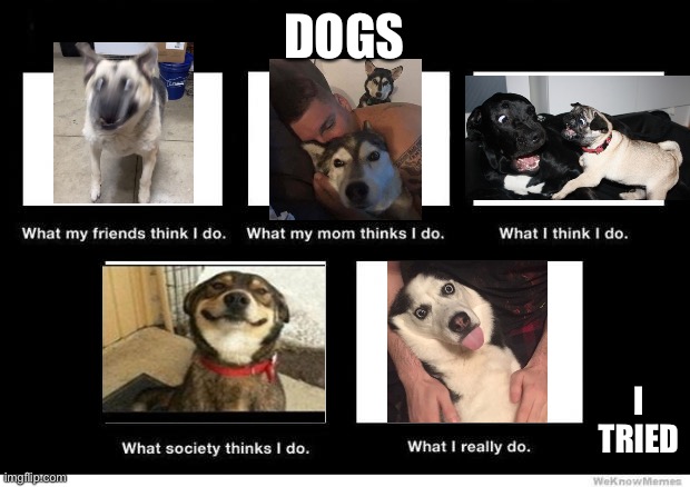 I tried | DOGS; I TRIED | image tagged in funny dogs | made w/ Imgflip meme maker
