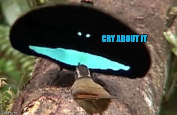 cry about it birb | image tagged in cry about it birb | made w/ Imgflip meme maker