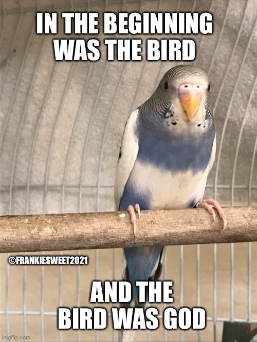 In the beginning was the bird | IN THE BEGINNING WAS THE BIRD; ©FRANKIESWEET2021; AND THE BIRD WAS GOD | image tagged in bird,god,beginning,bible,word | made w/ Imgflip meme maker