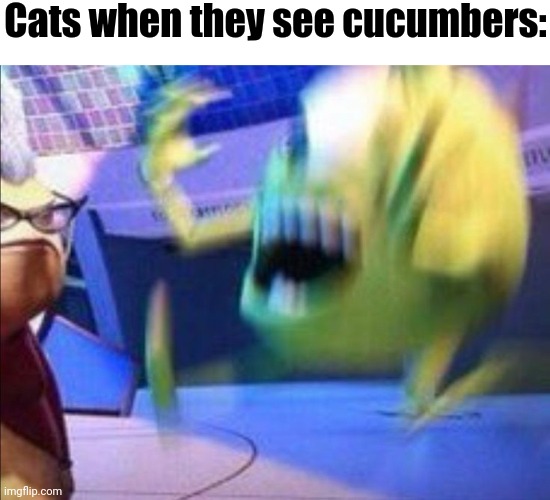 I Still Don't Get Why | Cats when they see cucumbers: | image tagged in mike wazowski scared | made w/ Imgflip meme maker