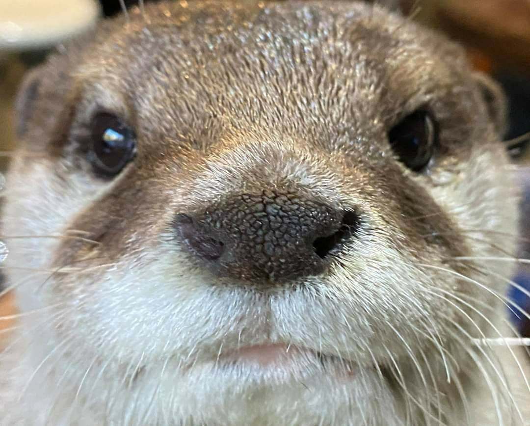 High Quality Angry Otter Blank Meme Template