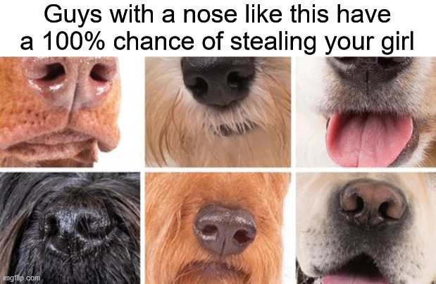 Guys with a nose like this have a 100% chance of stealing your girl | image tagged in dogs,dog | made w/ Imgflip meme maker