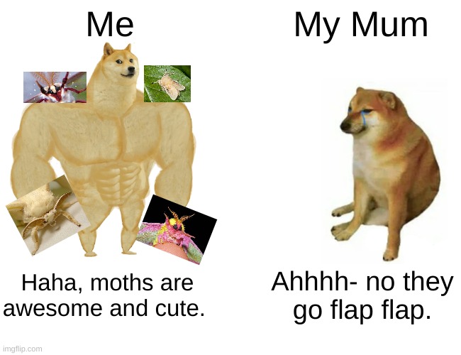 Buff Doge vs. Cheems | Me; My Mum; Haha, moths are awesome and cute. Ahhhh- no they go flap flap. | image tagged in memes,buff doge vs cheems | made w/ Imgflip meme maker
