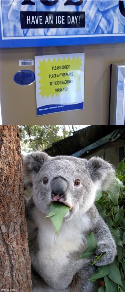 Pls don't place any orphans in the ice machines sign | image tagged in memes,surprised koala,you had one job,you had one job just the one,funny,ice | made w/ Imgflip meme maker