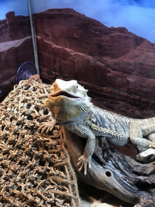 Surprised bearded dragon | image tagged in surprised bearded dragon | made w/ Imgflip meme maker