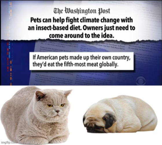 Pet Country?  I'm Moving! | image tagged in cats,dogs,fat cat,fat dog | made w/ Imgflip meme maker