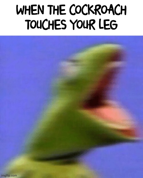Gosh | WHEN THE COCKROACH TOUCHES YOUR LEG | image tagged in kermit the frog,shocked | made w/ Imgflip meme maker