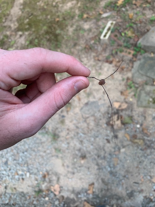 This daddy long leg had 3 legs left and he was still going. | image tagged in oof | made w/ Imgflip meme maker
