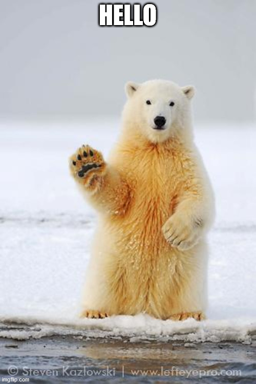 hello polar bear | HELLO | image tagged in hello polar bear | made w/ Imgflip meme maker