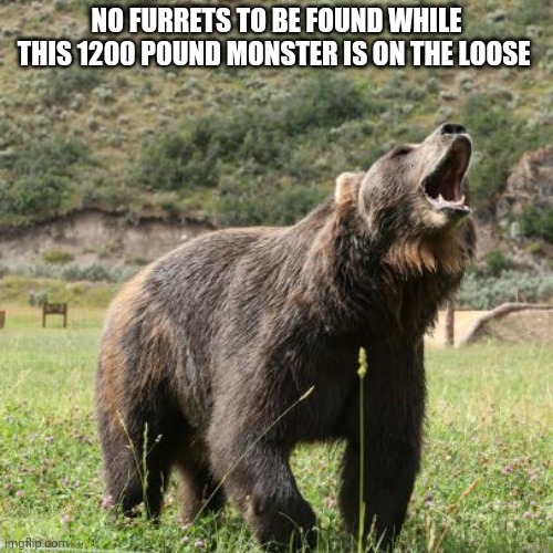 Bear invasion | NO FURRETS TO BE FOUND WHILE THIS 1200 POUND MONSTER IS ON THE LOOSE | image tagged in bear,invasion,grizzly bear,but why why would you do that | made w/ Imgflip meme maker