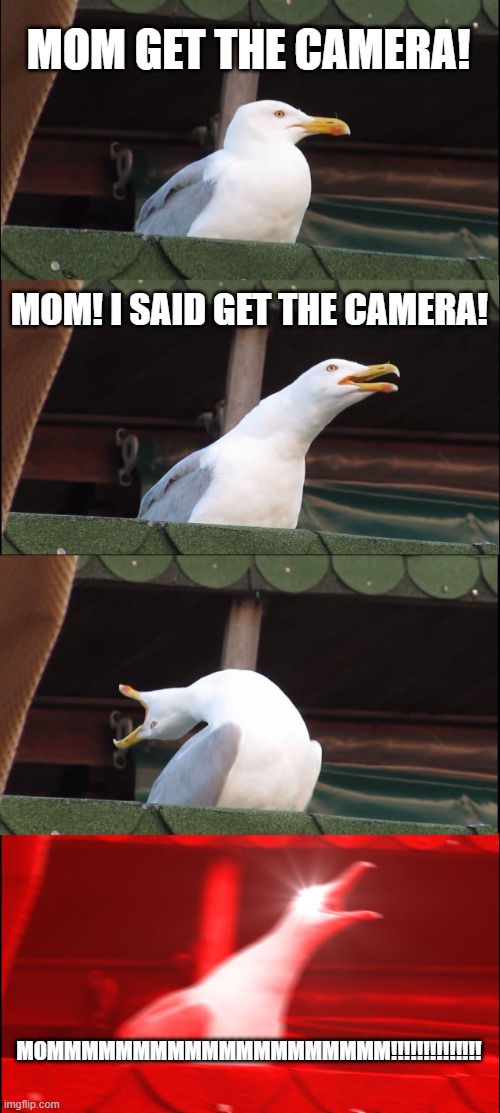 MOM GET THE CAMERA | MOM GET THE CAMERA! MOM! I SAID GET THE CAMERA! MOMMMMMMMMMMMMMMMMMMMM!!!!!!!!!!!!!! | image tagged in memes,inhaling seagull,lol | made w/ Imgflip meme maker