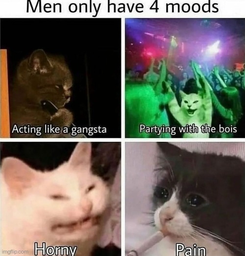 Ahh yes . ..my four mood loops | image tagged in cats,memes,funny,the 4 horsemen of,mood,repost | made w/ Imgflip meme maker