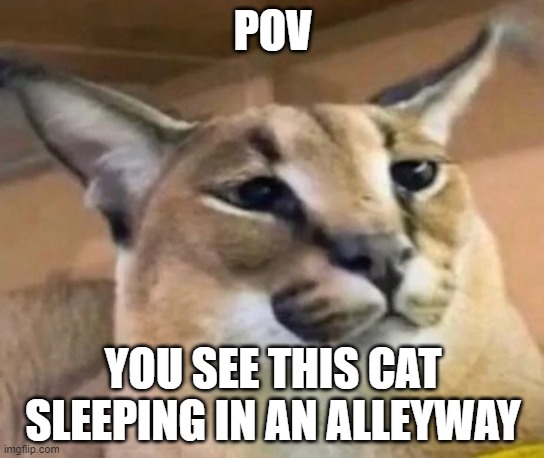 Floppa | POV; YOU SEE THIS CAT SLEEPING IN AN ALLEYWAY | image tagged in floppa | made w/ Imgflip meme maker