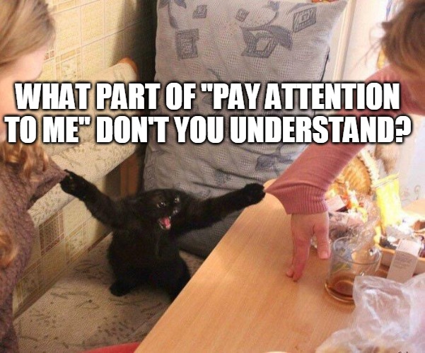 Cat Goin' Ape | WHAT PART OF "PAY ATTENTION TO ME" DON'T YOU UNDERSTAND? | image tagged in meme,memes,cat,cats,black cat | made w/ Imgflip meme maker