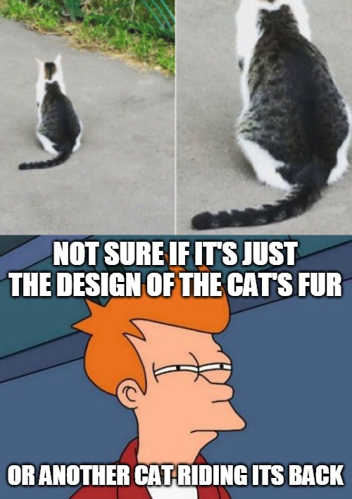 Feline Perspectives | NOT SURE IF IT'S JUST THE DESIGN OF THE CAT'S FUR; OR ANOTHER CAT RIDING ITS BACK | image tagged in memes,futurama fry,cat,cats | made w/ Imgflip meme maker