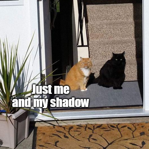 Just me and my shadow | image tagged in meme,memes,cat,cats,black cat | made w/ Imgflip meme maker