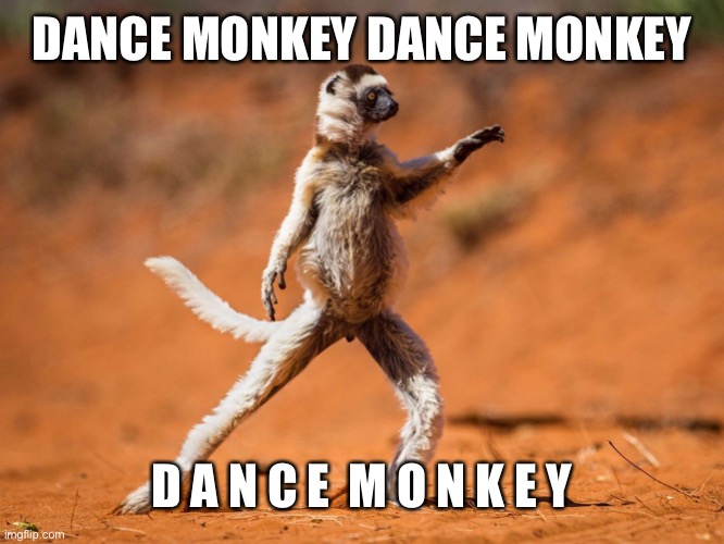 Dancing monkey | DANCE MONKEY DANCE MONKEY D A N C E  M O N K E Y | image tagged in dancing monkey | made w/ Imgflip meme maker