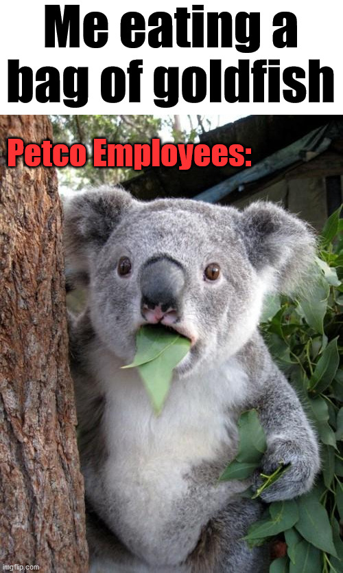So good | Me eating a bag of goldfish; Petco Employees: | image tagged in memes,surprised koala,dark humor | made w/ Imgflip meme maker
